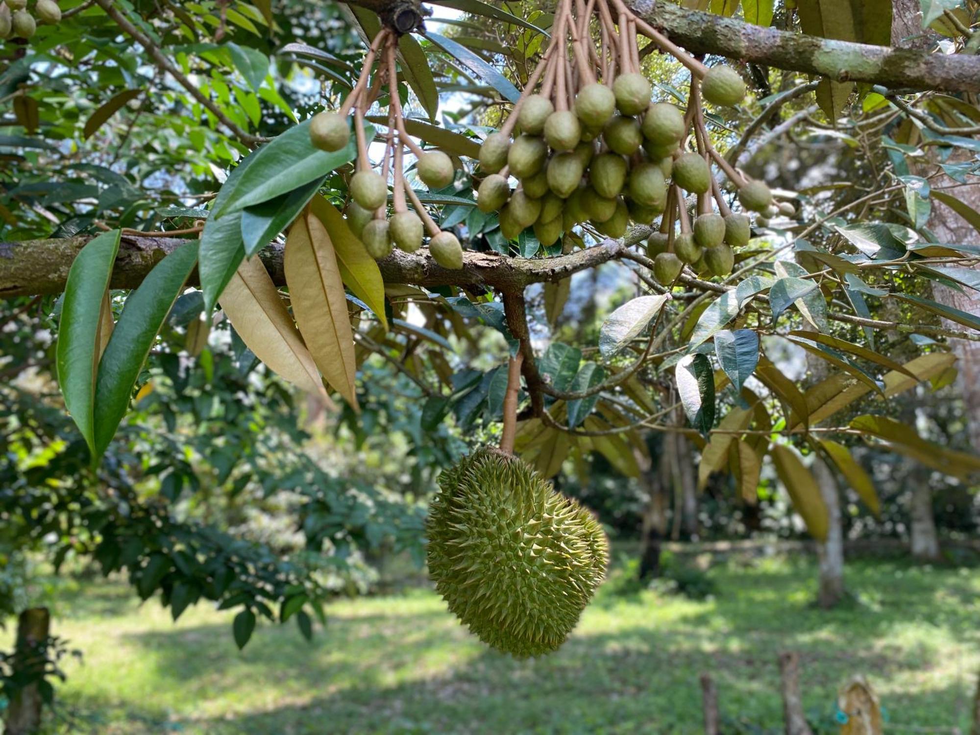 Villa Kebun Puisi à Kajang Extérieur photo